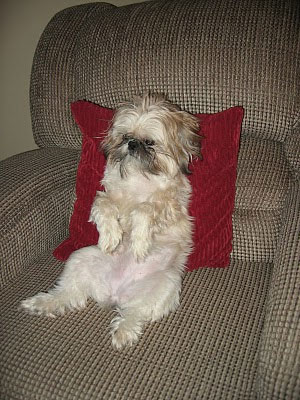 nala-dog