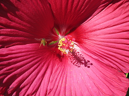 Rose Gardens