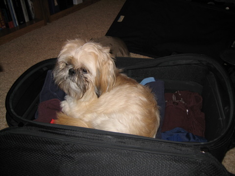 nala_wants_to_come