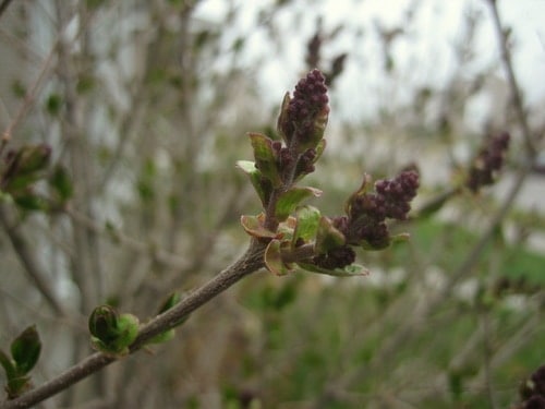 Dwarf Korean Lilac Dwarf Korean Lilac