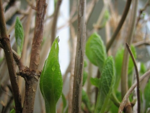 Post image for Spring Has Sprung – And I’m Being Interviewed!