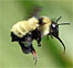 Thumbnail image for Uh Oh. We’ve Got Wasps: Links And Post Roundup