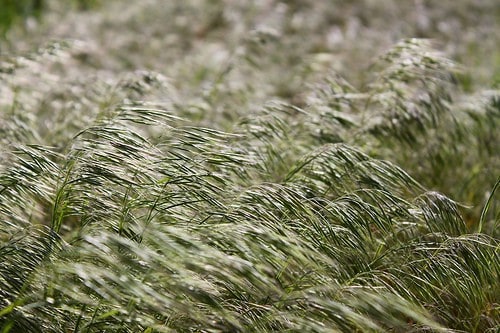 nc_blowing-grass