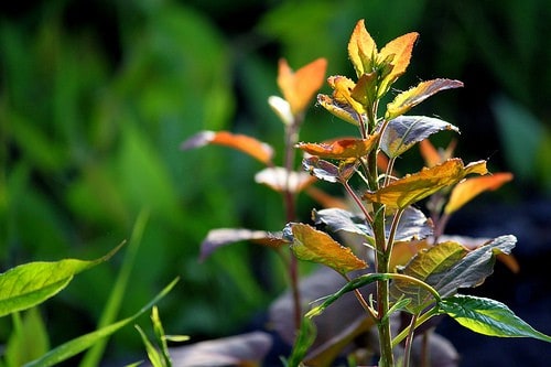 nc_plants