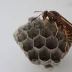 wasp-nest