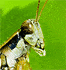 Thumbnail image for Devotional: Grasshoppers and Giants